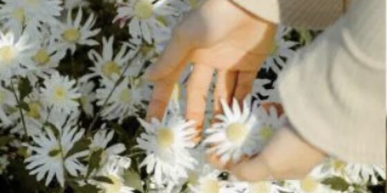 Hands in a field of daisies Hands touching daisies in a flower meadow.